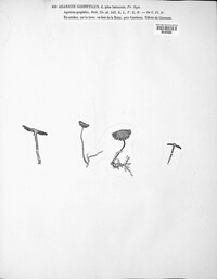 Inocybe geophylla image